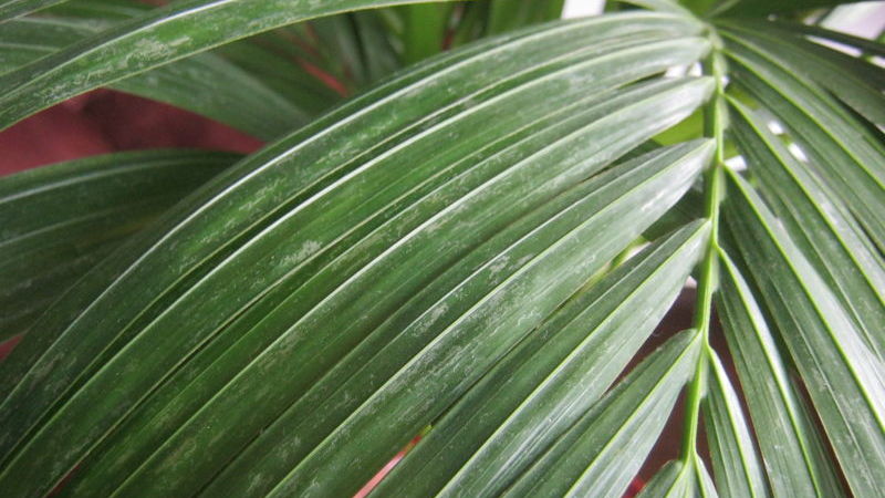 Болезни домашних пальм в горшке: причины, лечение, правильный уход
